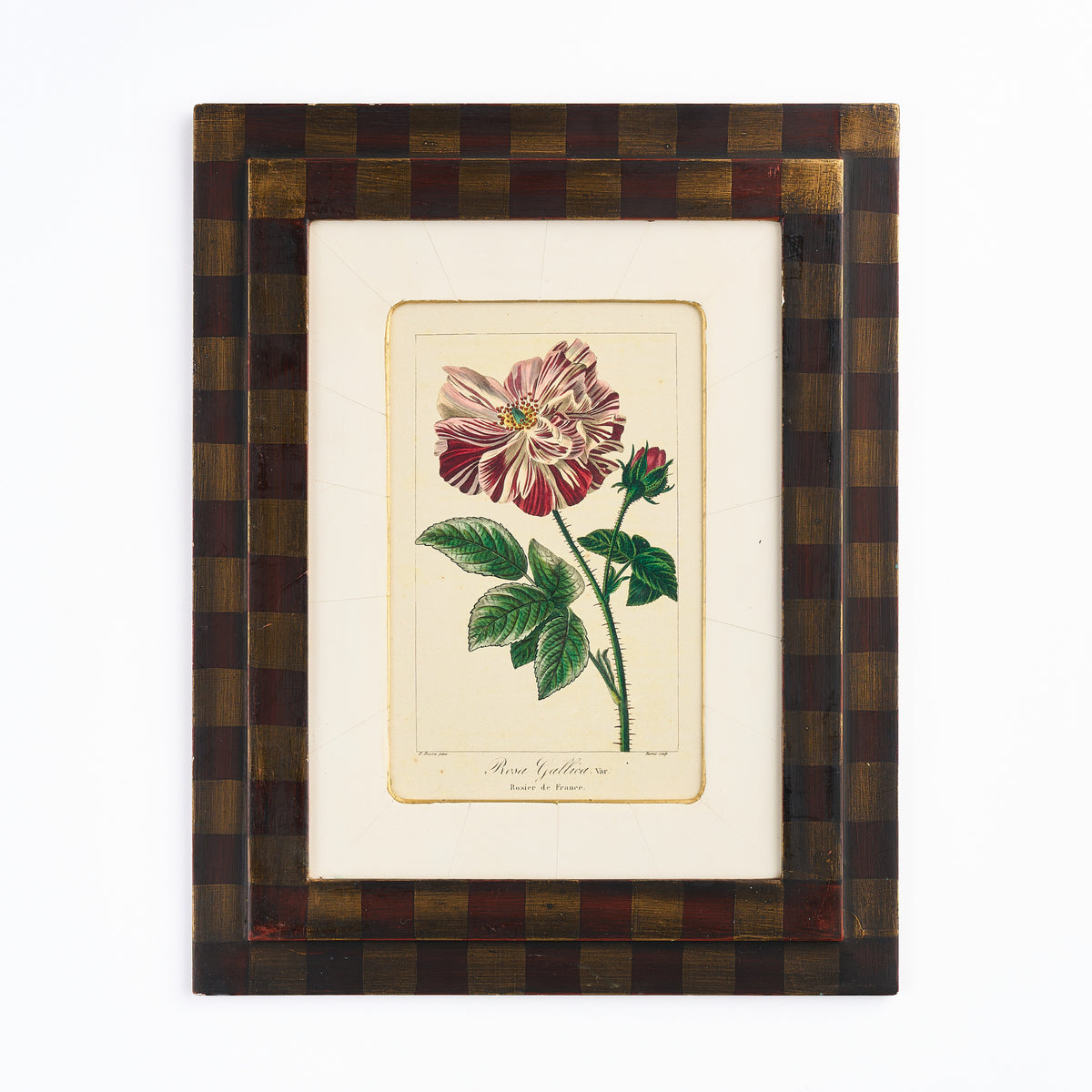 Botanical Print - 'Rose'