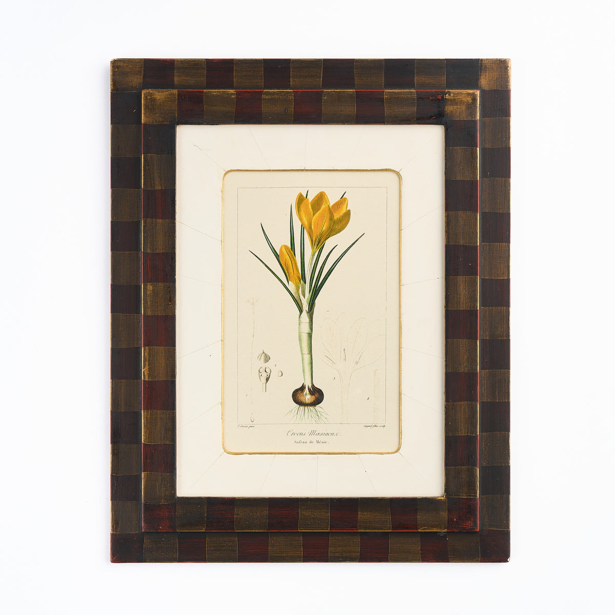 Botanical Print - 'Yellow Crocus'