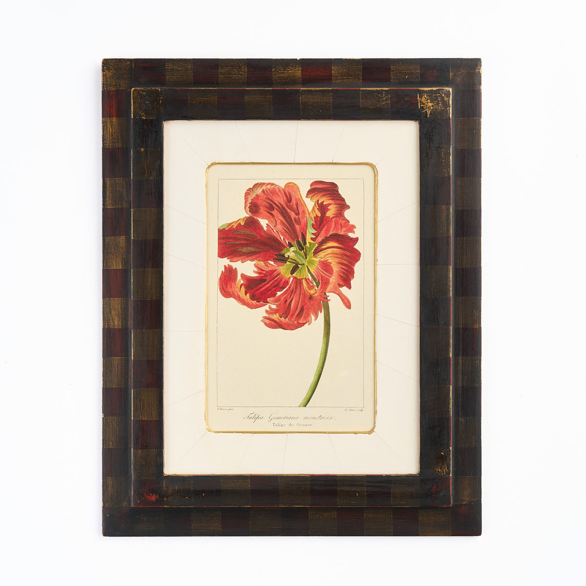 Botanical Print - 'Red Tulip'