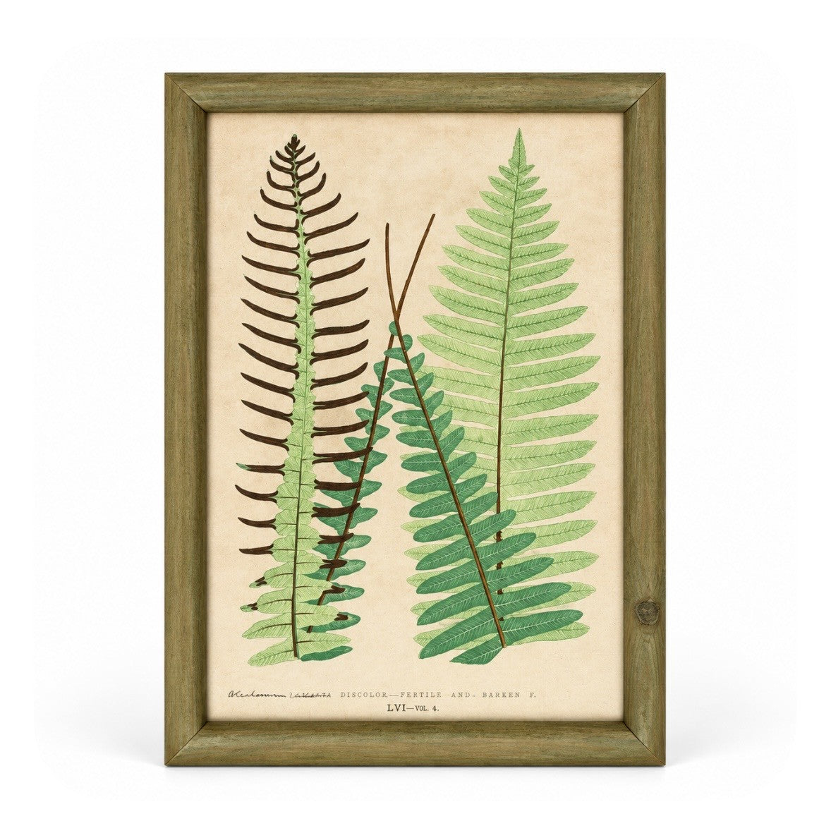 Set of 6 Decorative Fern prints