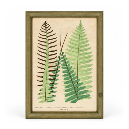Set of 6 Decorative Fern prints