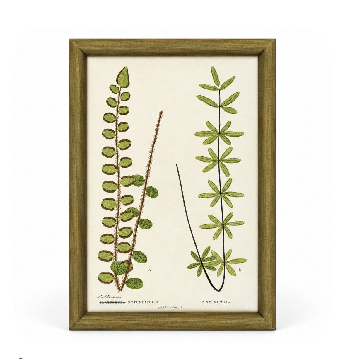 Set of 6 Decorative Fern prints