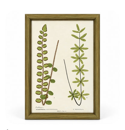 Set of 6 Decorative Fern prints
